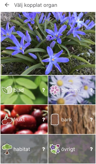 En applikation som kan känna igen bilder på växter och djur. Här syns stor vårstjärna.