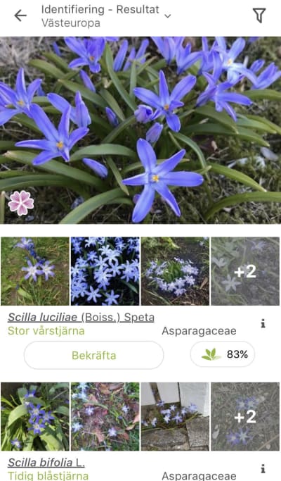 En applikation som kan känna igen bilder på växter och djur. Här syns stor vårstjärna.