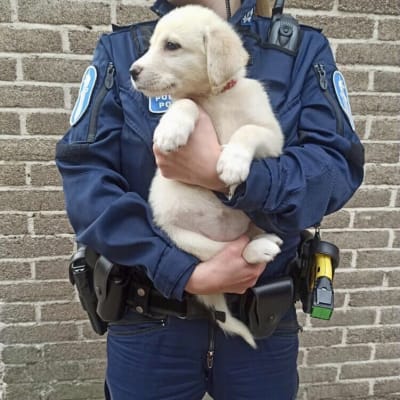 Hundvalp i famnen på en polis.