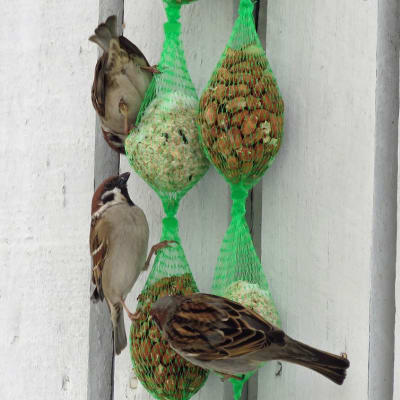 Varpunen ja kaksi pikkuvarpusta syövät pähkinöitä ja auringonkukansiemeniä seinään ripustetuista verkkopusseista. 
