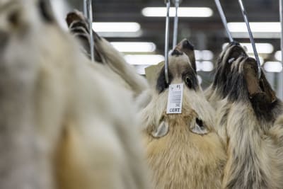 Flera skinn upphängda på ställningar. På bliden syns det som finns kvar av djurens huvuden, bland annat överkäke och nos.