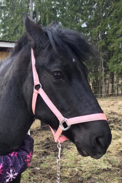 Ett mörkt hästhuvud i en hage. Hästen har en rosa grimma på sig.
