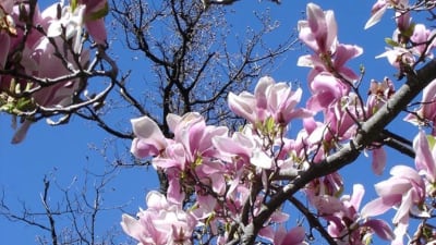 Ett blommande magnoliaträd.