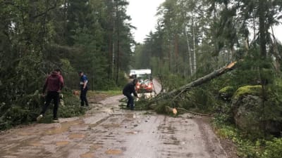 Flera personer röjer undan ett omkullfallet träd från en väg.