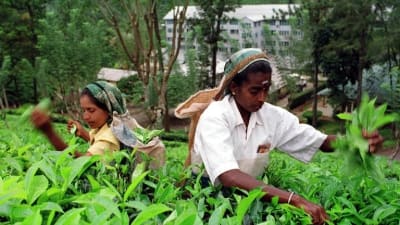 Kvinnor plockar te i Sri Lanka