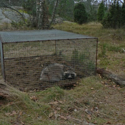Mårdhund fångad i KANU-fälla. Fällan fångar mårdhunden levande och kollas/vittjas enligt jaktlagen dagligen