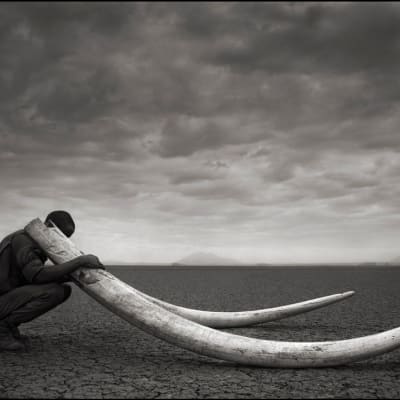 Metsänvartija pitelemässä tapetun norsun syöksyhampaita 2011