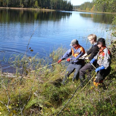 Kolme miestä vetää puunrunkoa järven ruohikkoiselle rannalle. Vedestä kurkistaa sukeltaja.