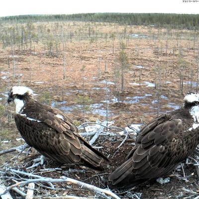 Sääksipariskunta Penna ja Miila pesässään 29.4.2019.