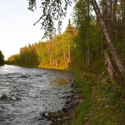 Jokimaisema Kitkajoella.