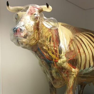 Tutkimuskäytössä ole läpinäkyvä lasinen lehmä Heidi.
