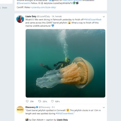 Kuvakaappaus Lizzie Dalyn Twitter-tilistä.