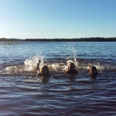 Lapsia uimassa Kuusamon helteessä heinäkuussa 2018.