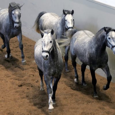 Neljä harmaanvalkeaa hevosta juoksee hallissa hiekalla. 