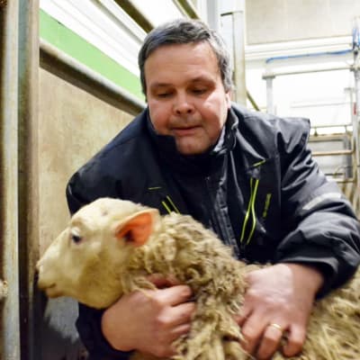 Anders Norrback pitelee lammasta sylissään