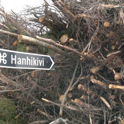 Hanhikiven kyltti ja kasa hakattua puuta Pyhäjoen Hanhikivenniemellä.