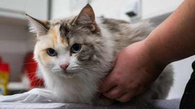 Katten som heter Ruusu ligger på ett bord vid en veterinärmottagning. 