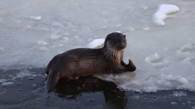 Utter ligger på isen och äter.