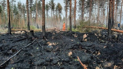 Man i nedbränd skog.