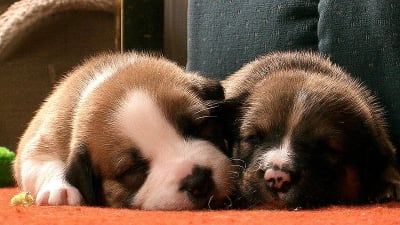 Sovande hundvalpar