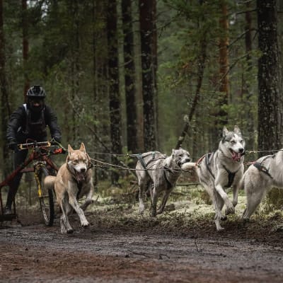 Camilla Backman-Koskinen och hennes fyra hundar som deltar i en draghundstävling.