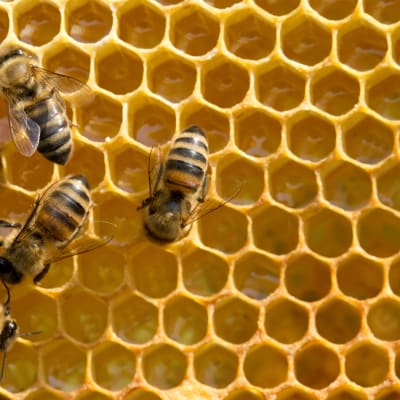 Mehiläisiä hunajakennolla.