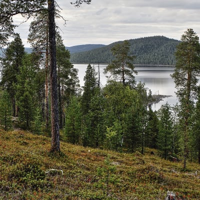 Metsää Inarijärvellä.