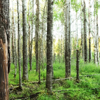 Metsää Puroniityn suojelualueella Vieremällä. Alue on testamentattu Luonnonperintösäätiölle.