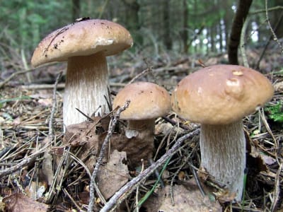 Karljohansvamp