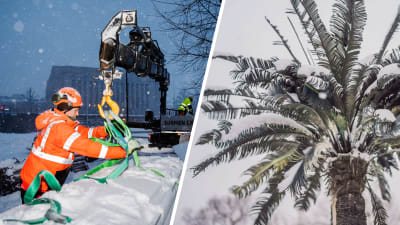 Bildcollage: Till vänster Jussi Alatalo sätter en snölast, Anssi Räisänen styrde kranen i utmanande väder i Helsingfors centrum. I bakgrunden kan du se riksdagshuset. Bilden till höger visar en palm täckt av snö.