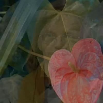En bild på en transparent blomma