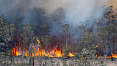 Markbränder i East Gippsland i delstaten Victoria. 