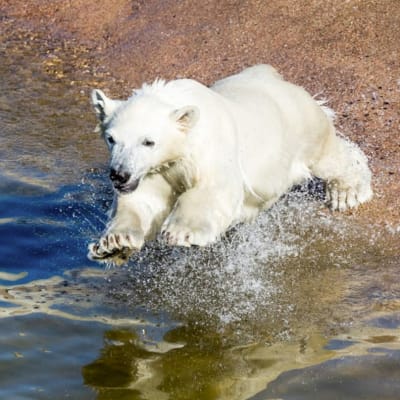 Isbjörnsungen på Ranua djurpark.