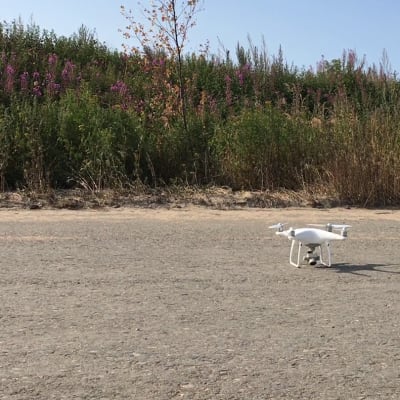 Droonien avulla maastosta etsitään sinne kuulumattomia vieraslajeja.