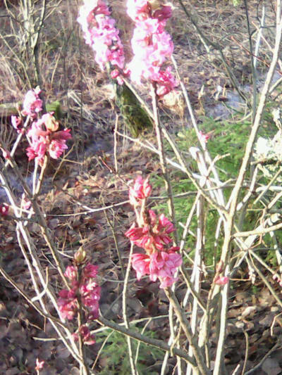 En ljusöd blomma i skogen