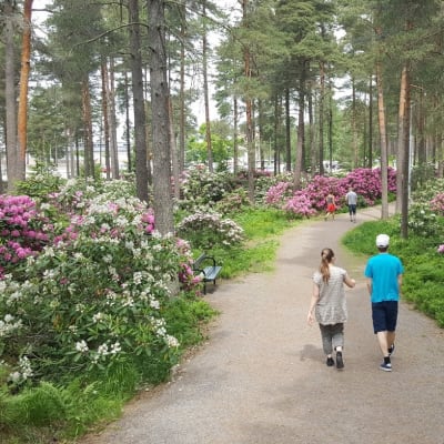 En kvinna och en man går längs en parkgång förbi höga blommande bestånd av vita och rosa rhododenron.