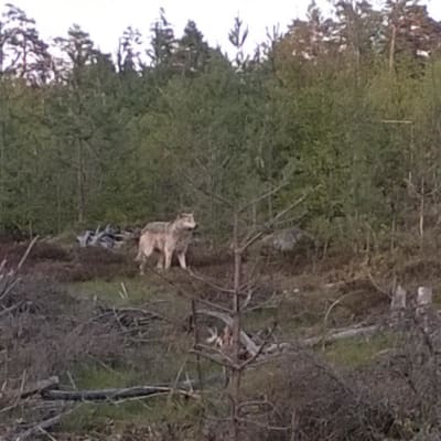Varg i skog i Porkala i maj 2015.