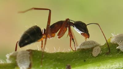 myra och bladlöss