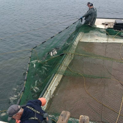 Rysäkalastusta Huron-järvellä Yhdysvalloissa.