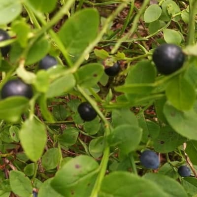 Siv undrar varför några blåbärsris har nästan svarta bär. Finns det olika arter av blåbär?