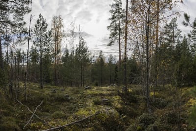 Miehen somekanavilla näkynyt "alttari" metsässä.
