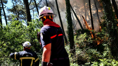 Brandmän arbetar medan elden sprider sig i gröna träd och röken stiger i luften. Till vänster om brandmännen står tallar och gröna buskar som inte än fattat eld.