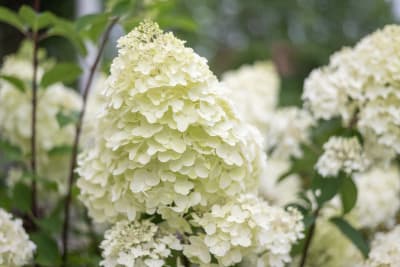 Vit blomma.