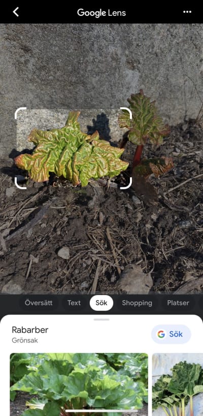 En applikation som kan känna igen bilder på växter och djur. Här syns rabarber.