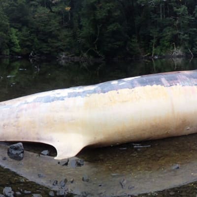 Över 300 strandade sejvalar hittades i Patagonien, i södra Chile