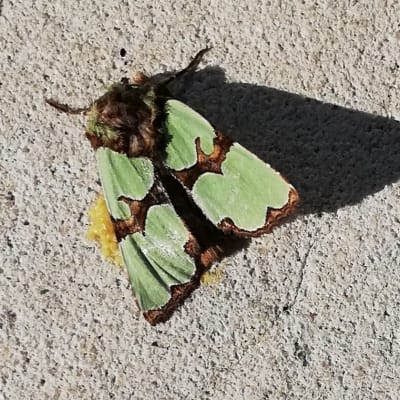 Jaspisyökkönen kuolleena tiellä