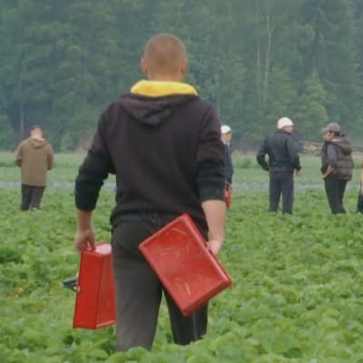 Säsongsarbetare plockar jordgubbar