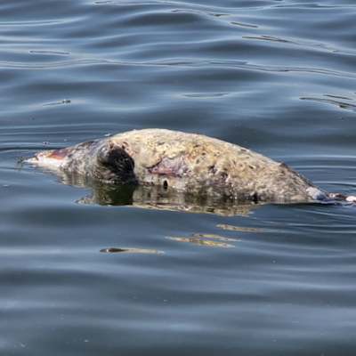 Kuollut hylje kuvattuna meressä.