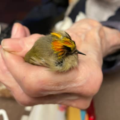 Till vänster en liten fågel med gult och orangefärgat huvud i en hand. Till höger samma fågel liggande bredvid en tändsticksask.
