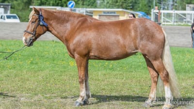 Finnhästen Mambu bor i Broby stall i Snappertuna
